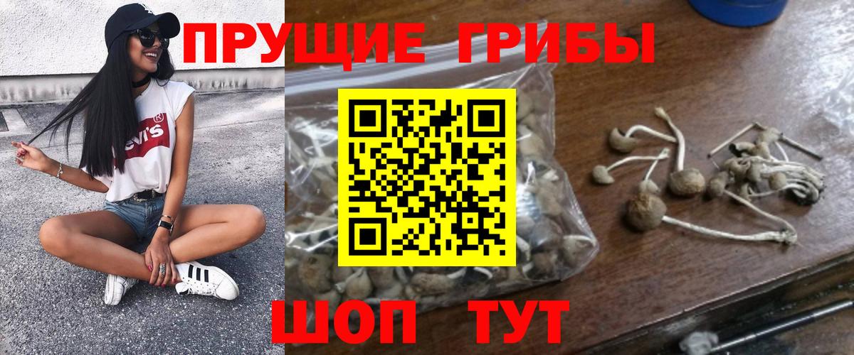 Псилоцибиновые грибы прущие грибы Губкин